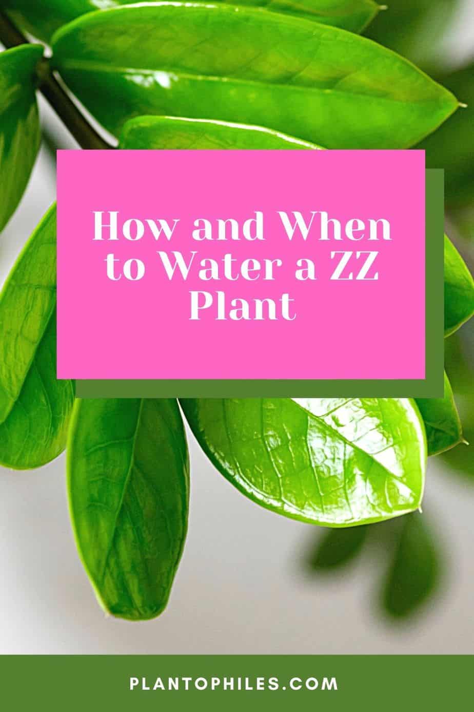 How and When to Water a ZZ Plant