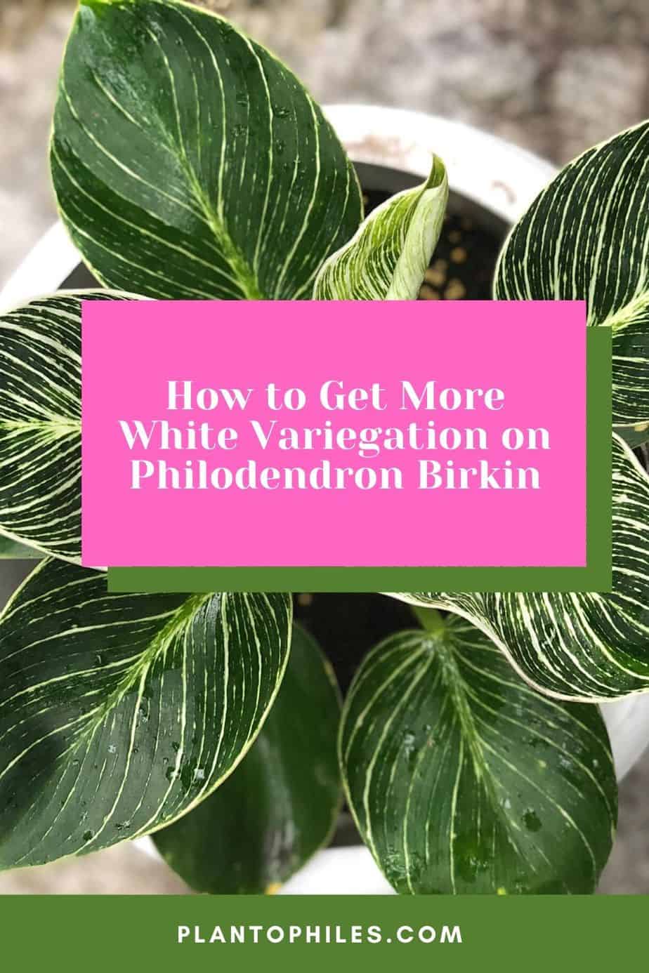 How to Get More White Variegation on Philodendron Birkin