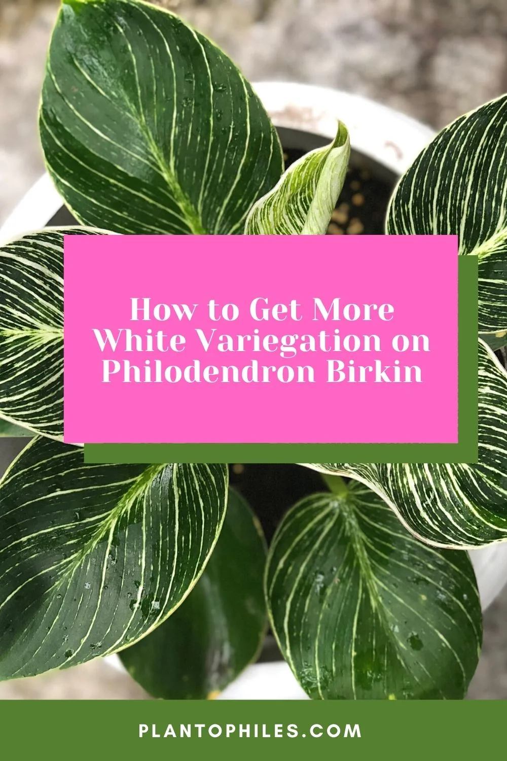 How to Get More White Variegation on Philodendron Birkin