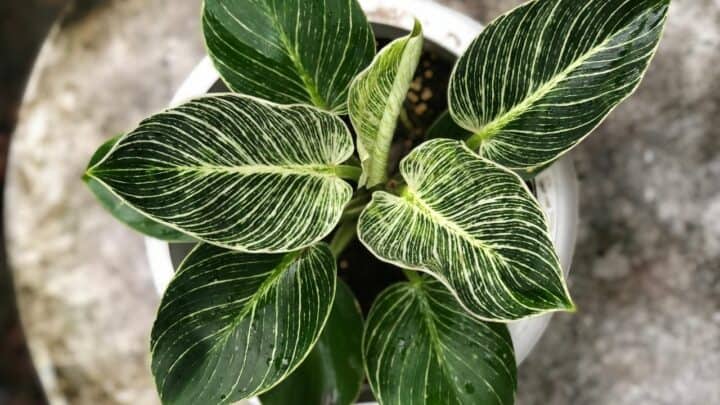 5 Tips to Get More White Variegation on Philodendron Birkin