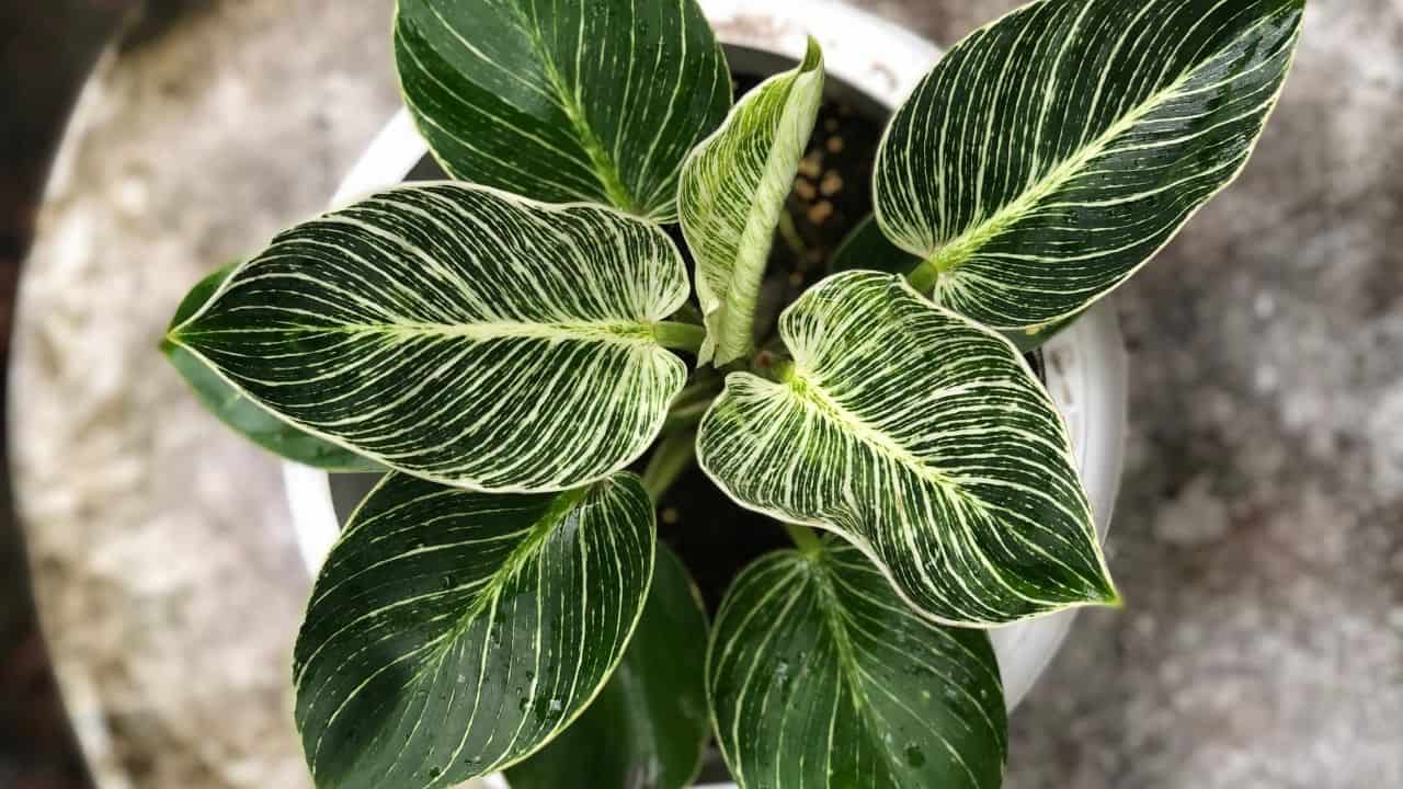 philodendron birkin variegata