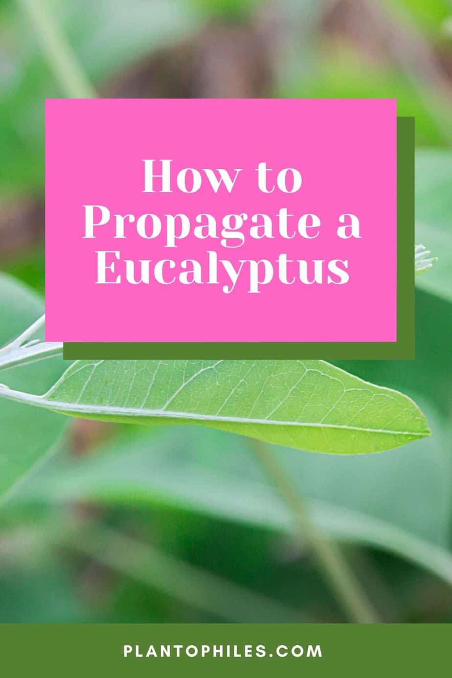 How to Propagate a Eucalyptus