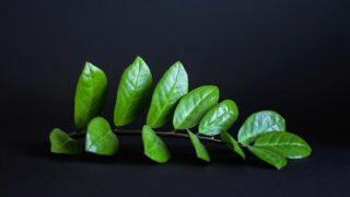 How to Propagate a ZZ Plant From a Leaf