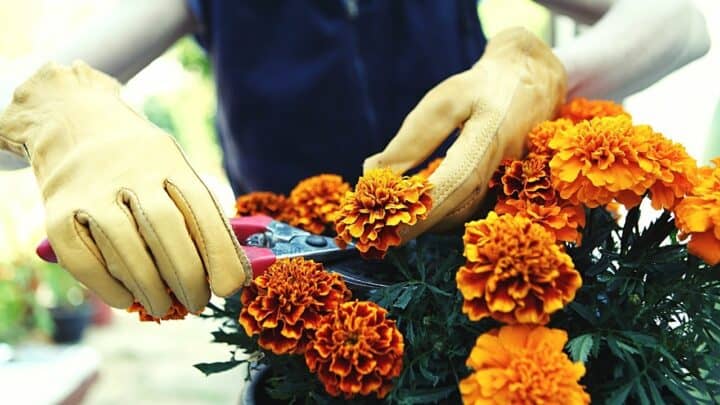 How to Prune Marigolds — Expert Gardening Tips!
