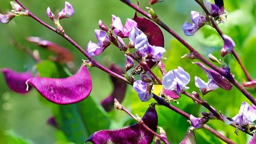 With the Hyacinth Bean' pinkish-purple flowers and reddish-purple pods, you'll expect a splash of color on your fence line