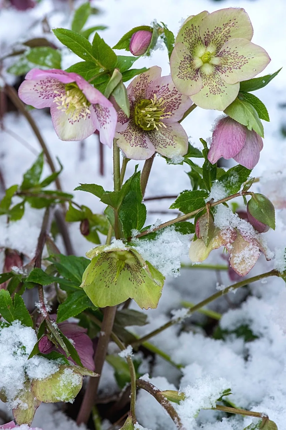 Hybrid Lenten Rose loves the shade that the east-facing side of the house provides
