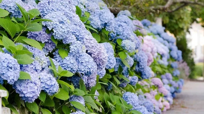 Hydrangeas have adorable pom-pom shaped blossoms that can beautify your fence lines