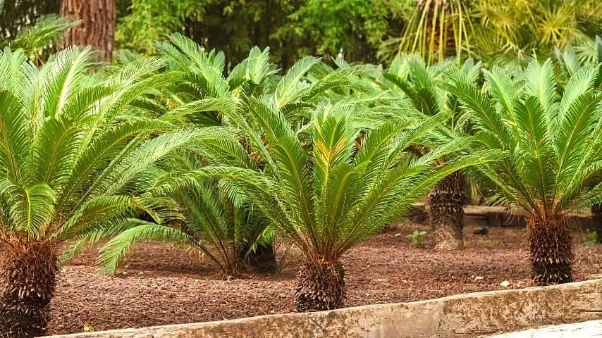 If the roots of your Sago palm begin to root, it can cause its leaves to brown as well