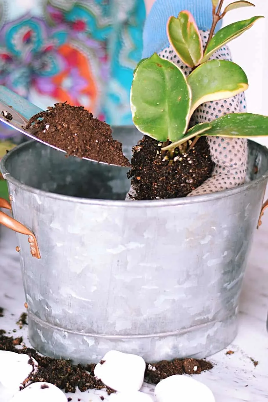 If you add coffee grounds to the potting mix for your Hoya plant, it becomes a slow-releasing fertilizer