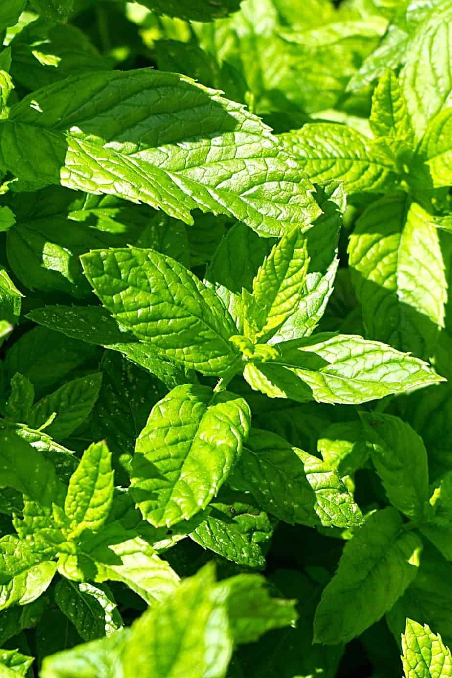 If you expose your Mint plant to extremely high temperatures, its leaves will get burned