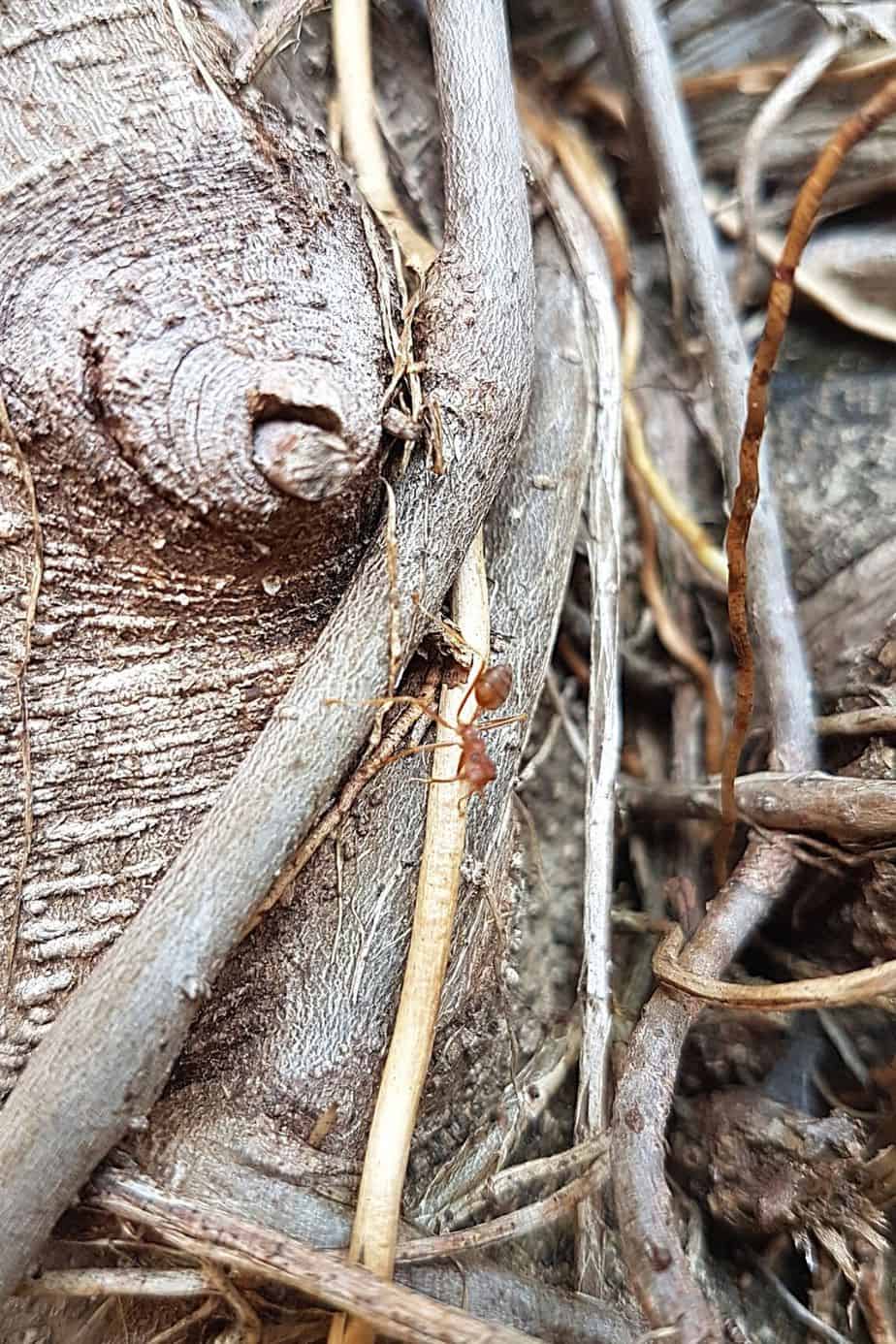 如果你发现植物基部周围有蚂蚁，这是一个迹象，表明你的植物被根蚜虫感染了