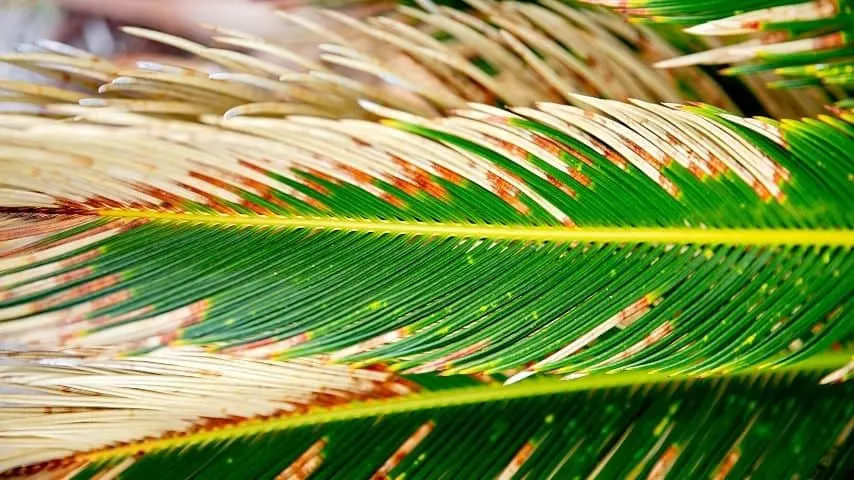 If you notice a brown band forming on your Sago Palm's leaves, it's a sign of manganese inadequacy