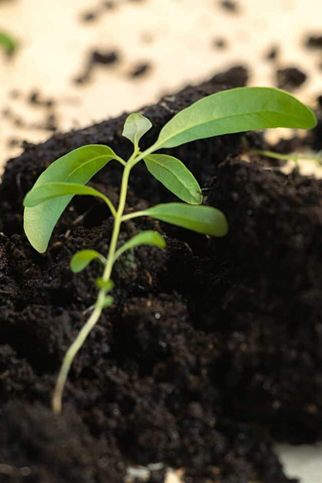 How To Propagate A Eucalyptus 3 Known Methods   If You See That The Eucalyptus Plant Has Grown Roots Then Fill A Bigger Pot With Fresh Compost To Repot It 640x960 