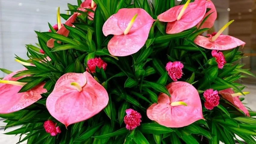 If you want to have more Anthurium blooms, divide the plant