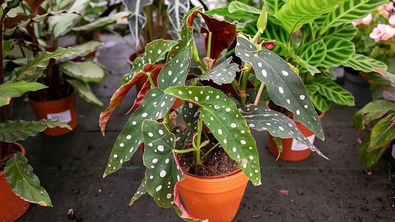 If you're planting your Begonia Maculata in a plot, use the bottom watering technique