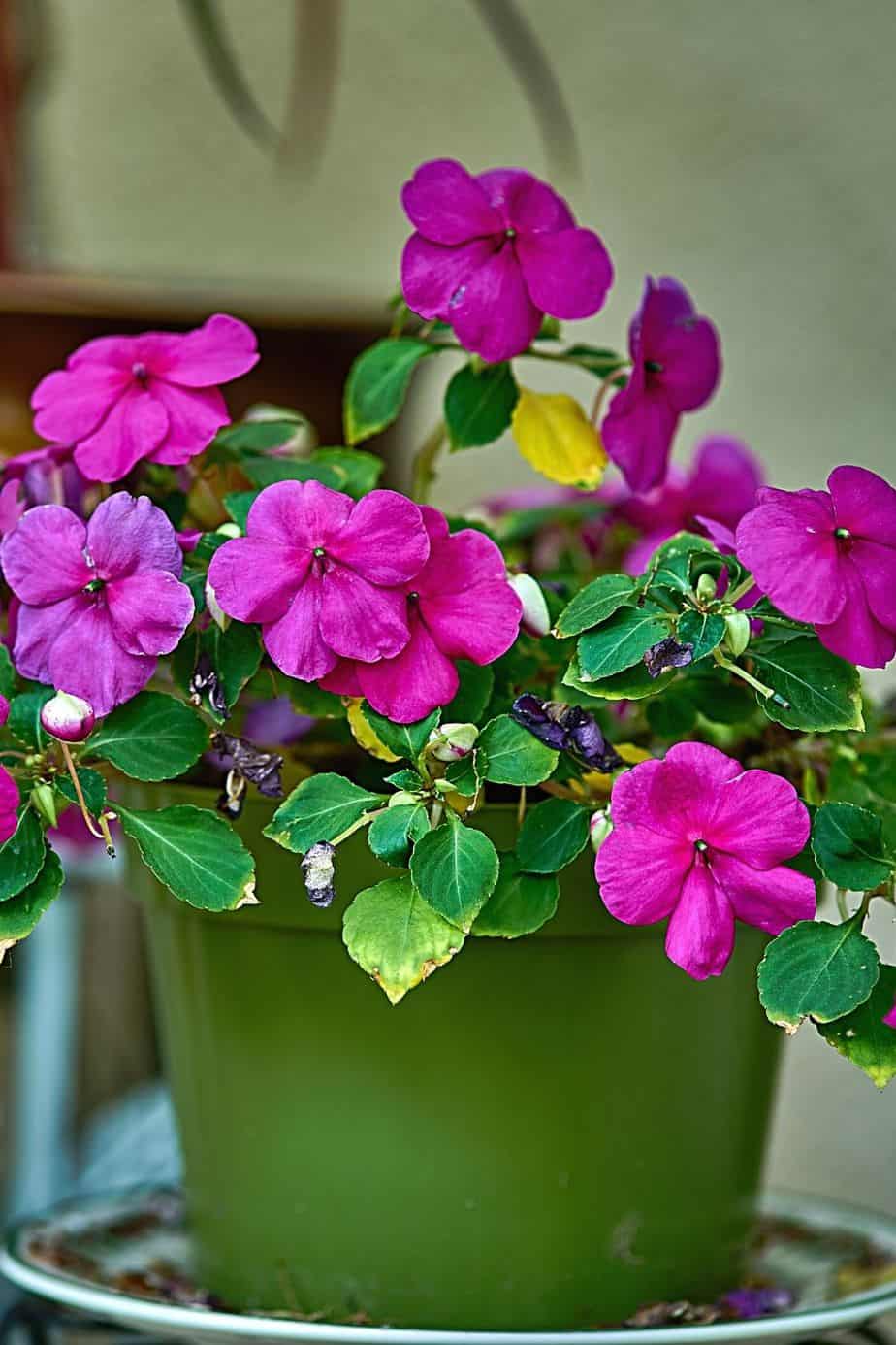 Requiring minimal sunling, Impatiens thrives in the shade which north facing balconies have