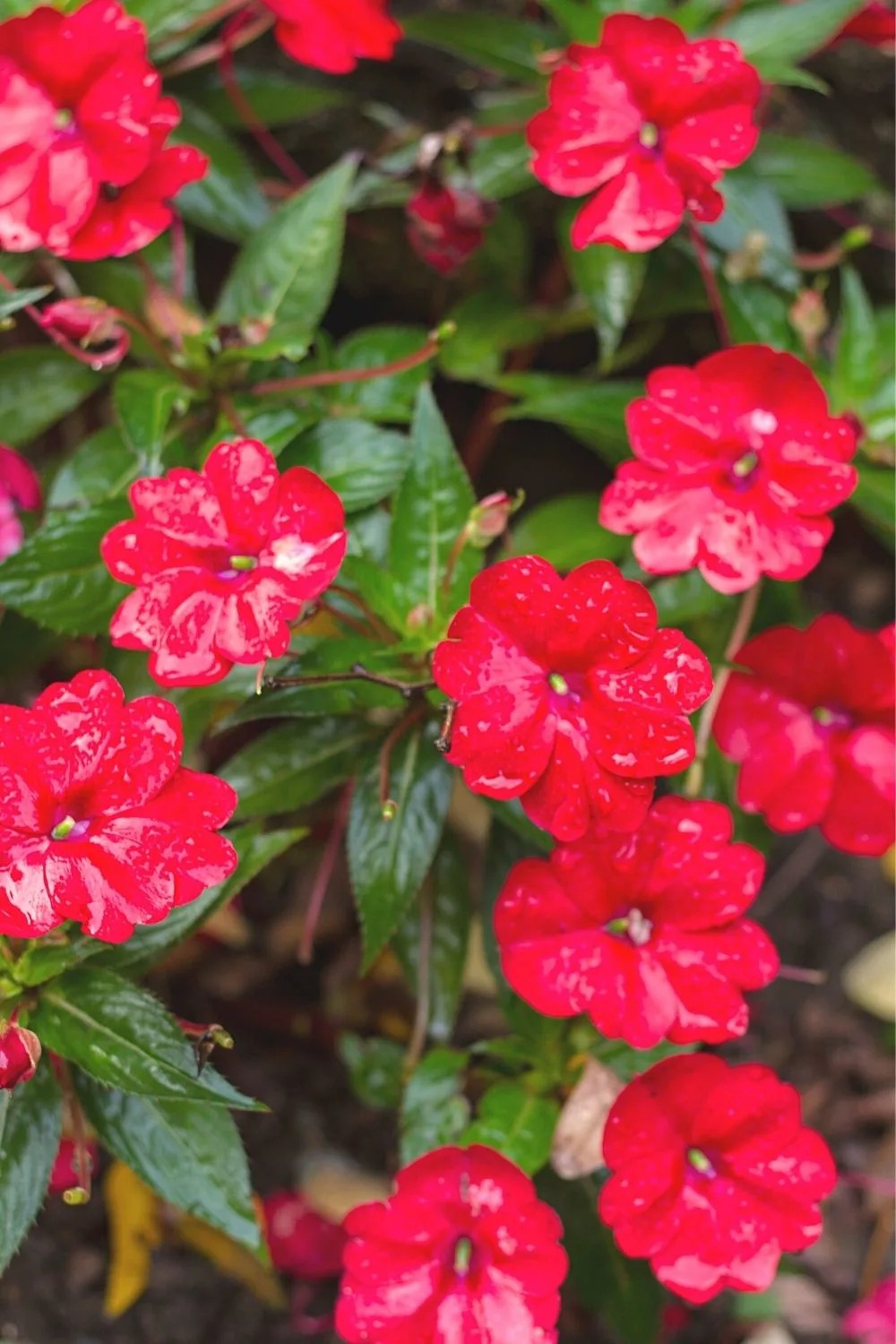Impatiens walleriana (Impatiens) thrive in both shady and sunlit areas which you can find in a northwest facing garden