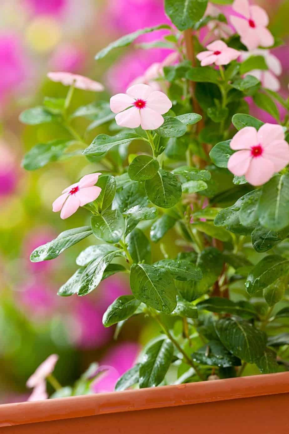 With its long-blooming season, Impatiens is a popular choice to decorate shaded areas like in your northeast-facing garden