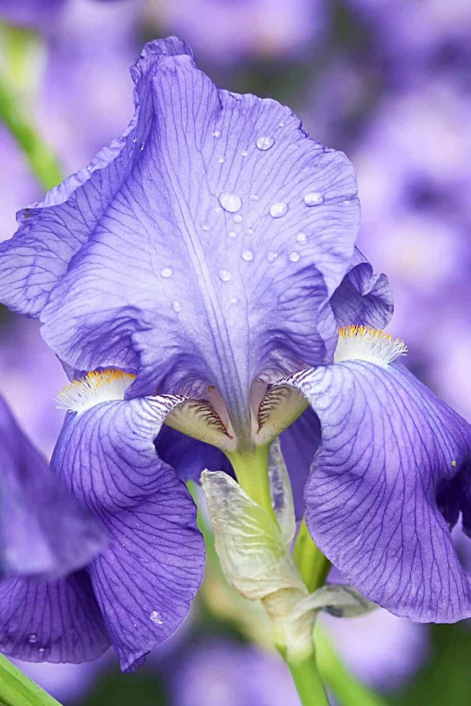 Iris, named after the Greek goddess, has a stunning color that's another great addition to your southeast-facing garden