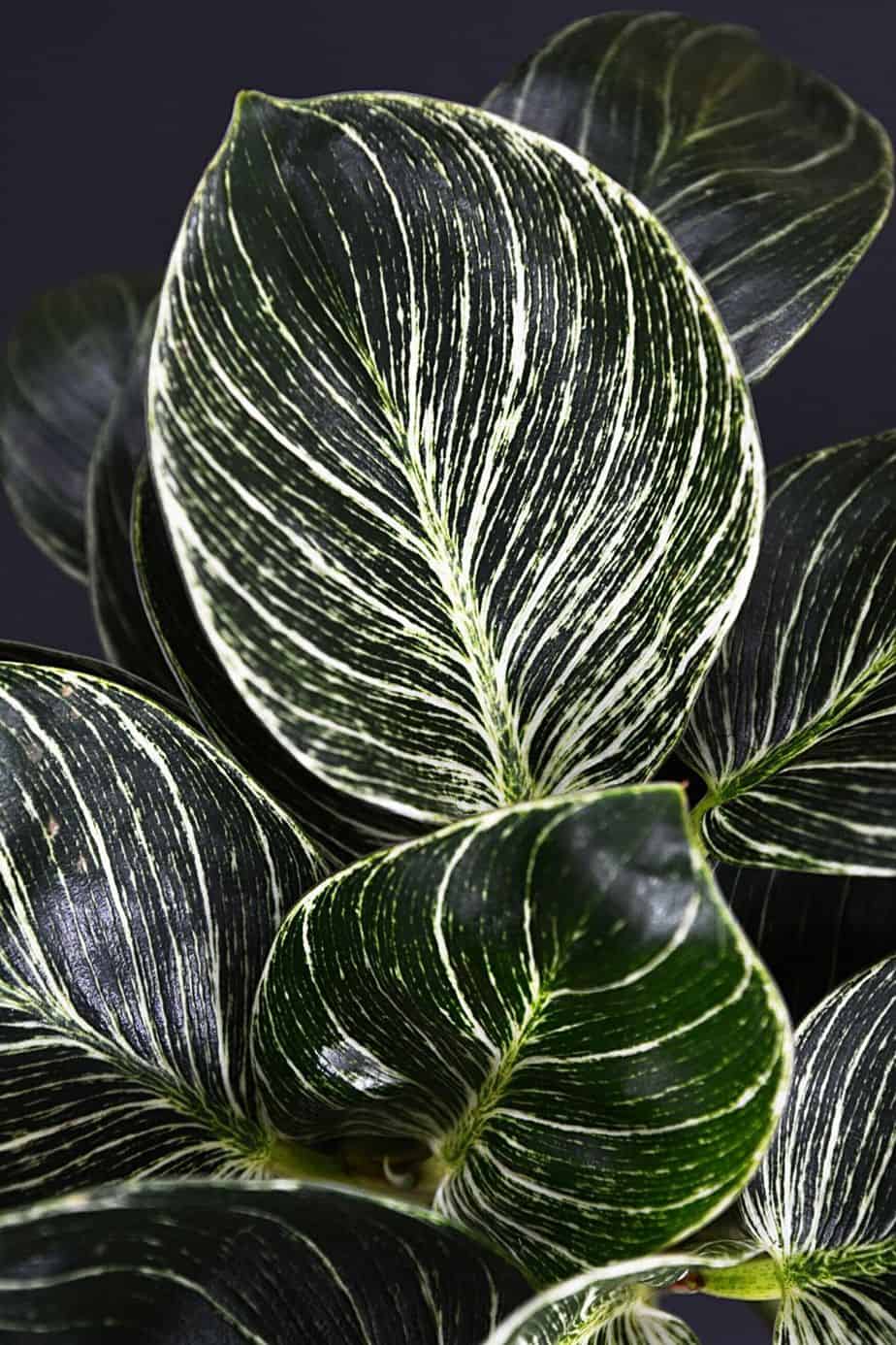 It's best to use a low-nitrogen fertilizer on your Philodendron Birkin to protect its white variegation