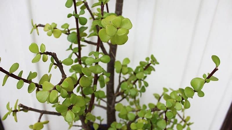 Jade Plants are adapated to growing in a hydroponics system as it roots can be immersed in 1-2 inches of water