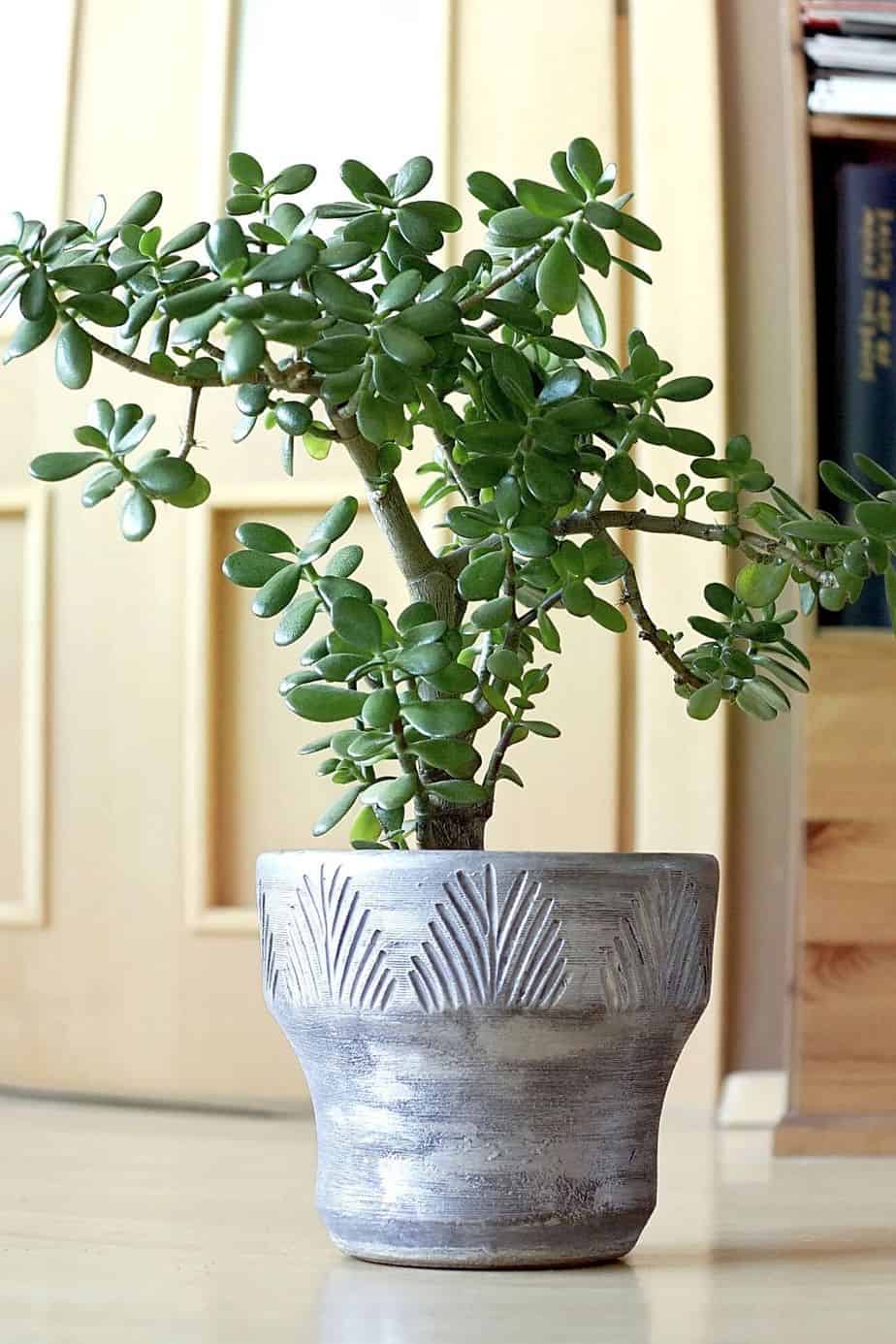 Jade Plant is a resilient and sun-loving plant that you can grow near your southwest-facing window