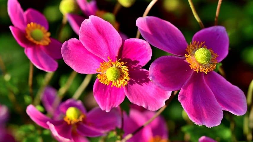 Japanese Anemones have beautiful flowers that can help beautify your fence line