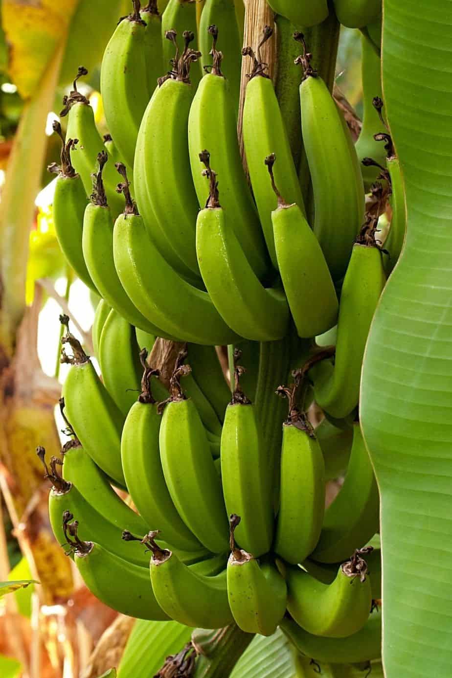 Now, if you're raring to add an edible plant to your southeast facing garden, Japanese Banana is a great choice