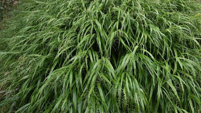 日本森林草是另一种优雅和有吸引力的植物，生长在你的阴影门廊