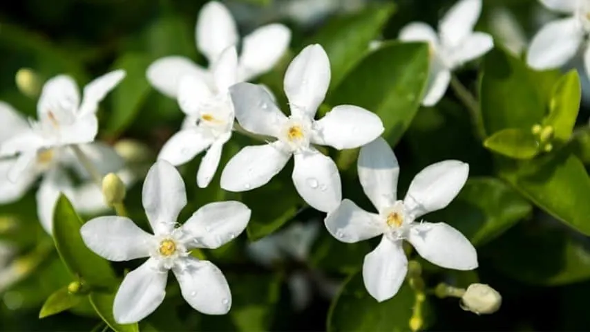 Jasmine, with its white star-shaped blooms, is another gorgeous plant to cover your fence line