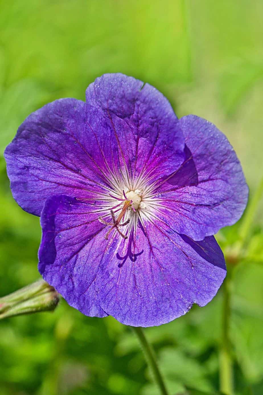 Johnson's Blue Geranium grows large lavender-colored blooms that adds a pop of color to your southeast facing garden