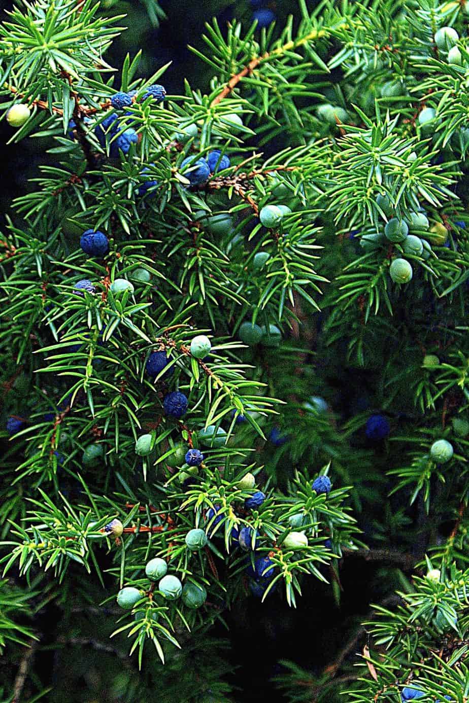 Junipers can grow up to 10 feet tall, hence, are great plants to grow for privacy