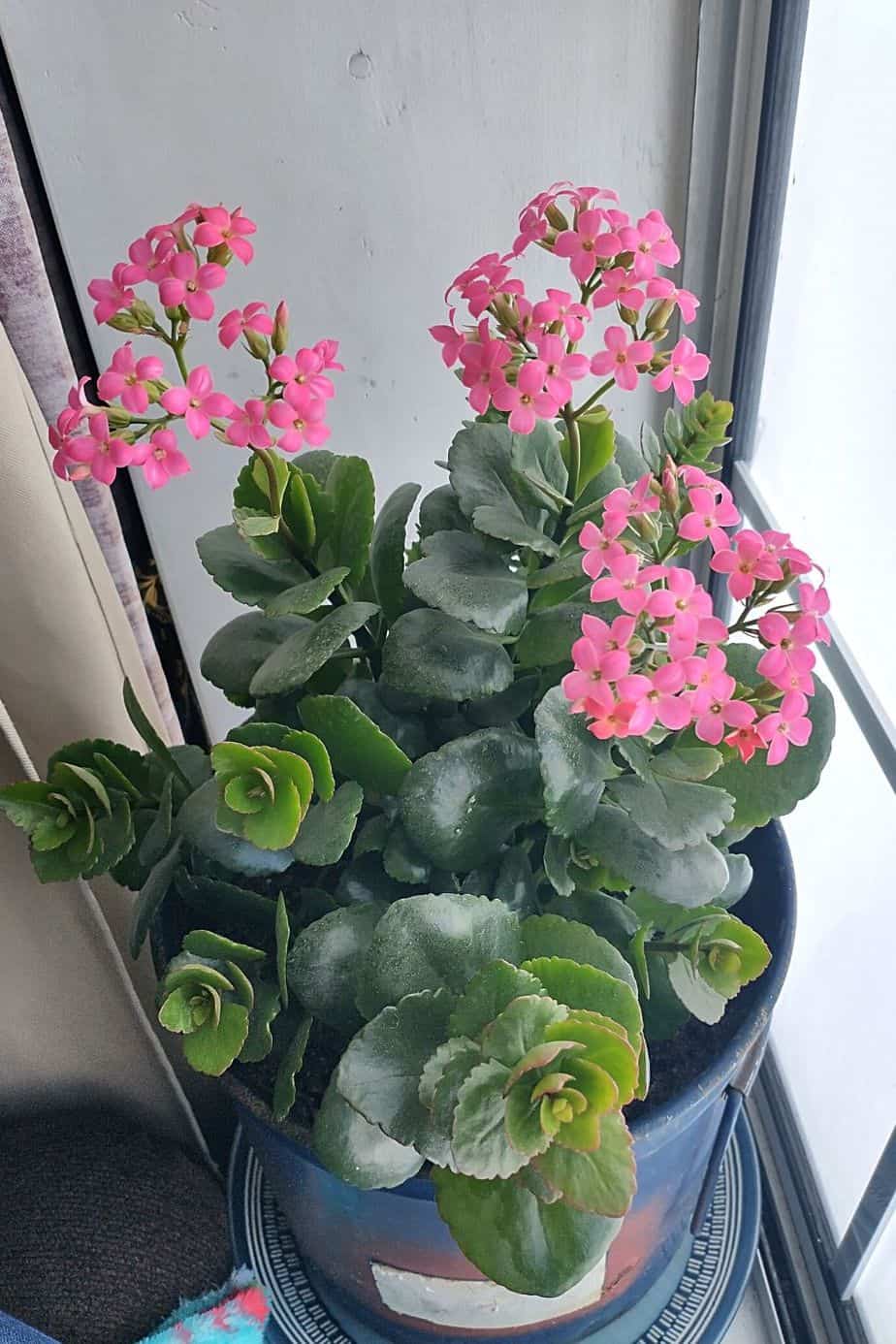 Kalanchoe is a flowering succulent that thrives in a southeast-facing window