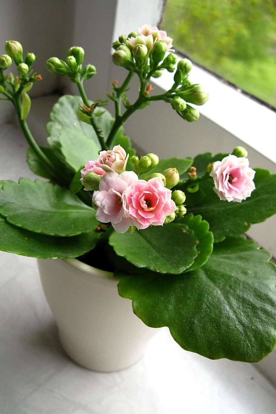 Kalanchoe is a succulent blooming plant that thrives well when placed in a southwest-facing window