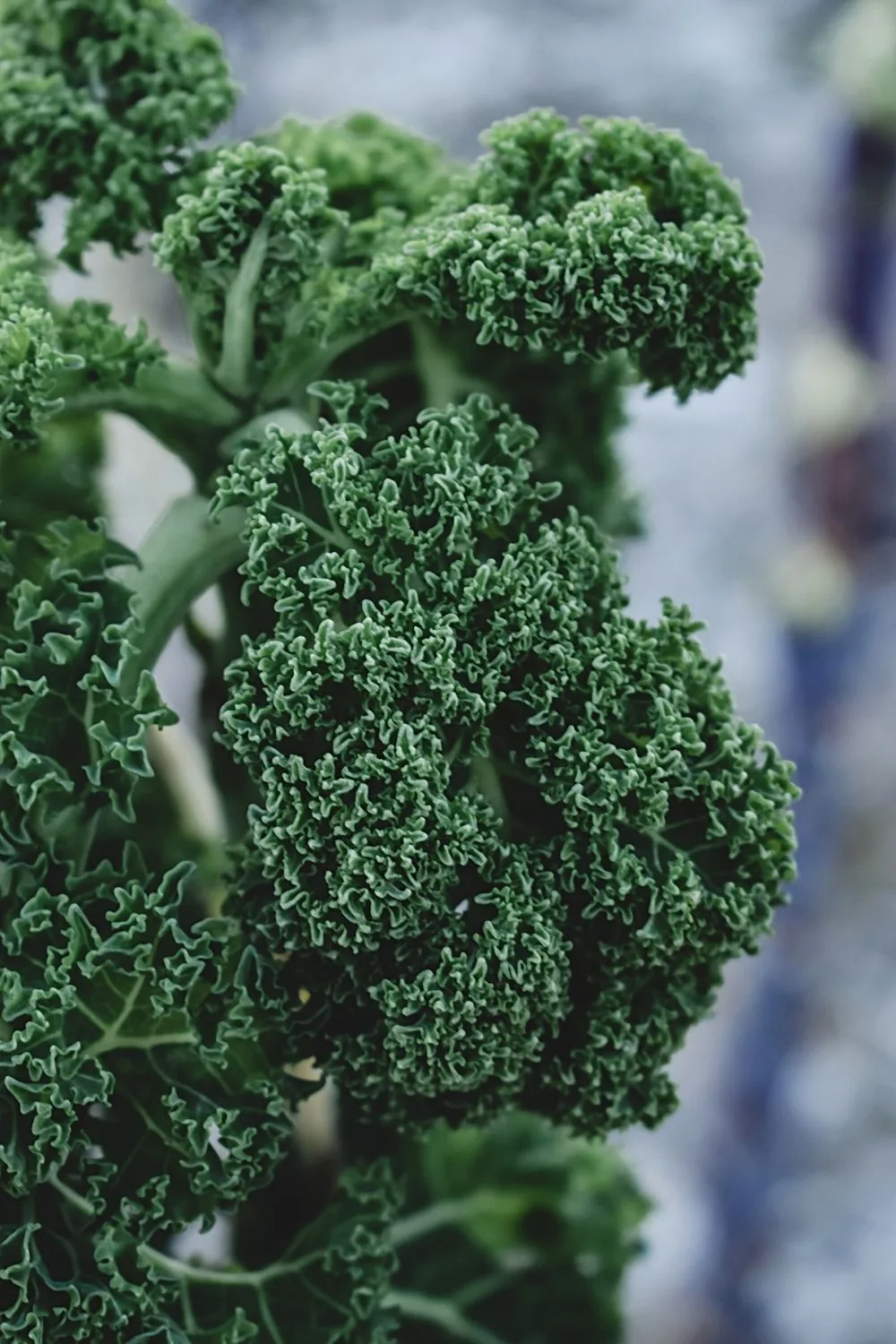 Kale is not only a leafy vegetable, but it also is an ornamental plant you can grow in your northeast-facing garden