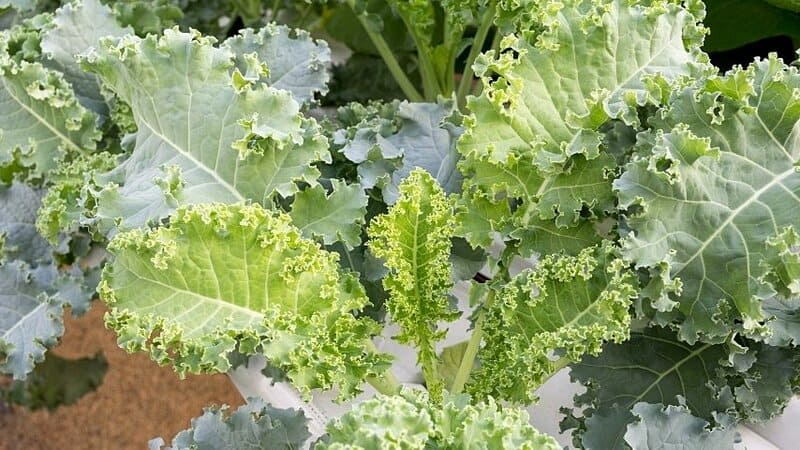 Plant Kale saplings at least 6 inches apart for them to thrive in a hydroponics system