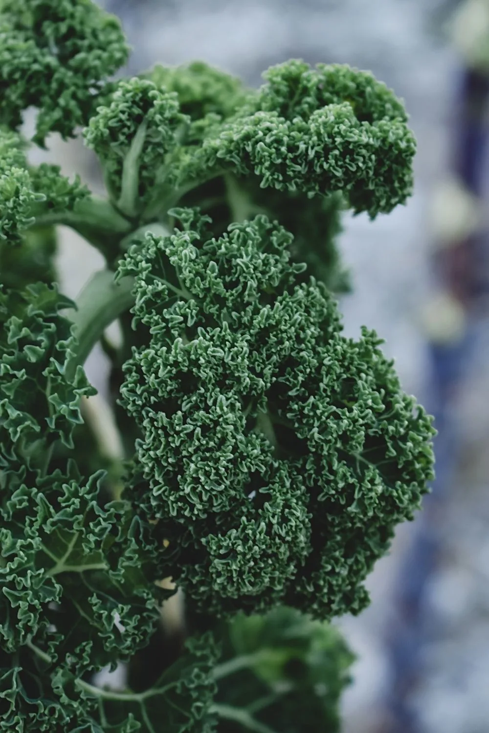 Kale is another cold-tolerant plant that you can grow in raised beds