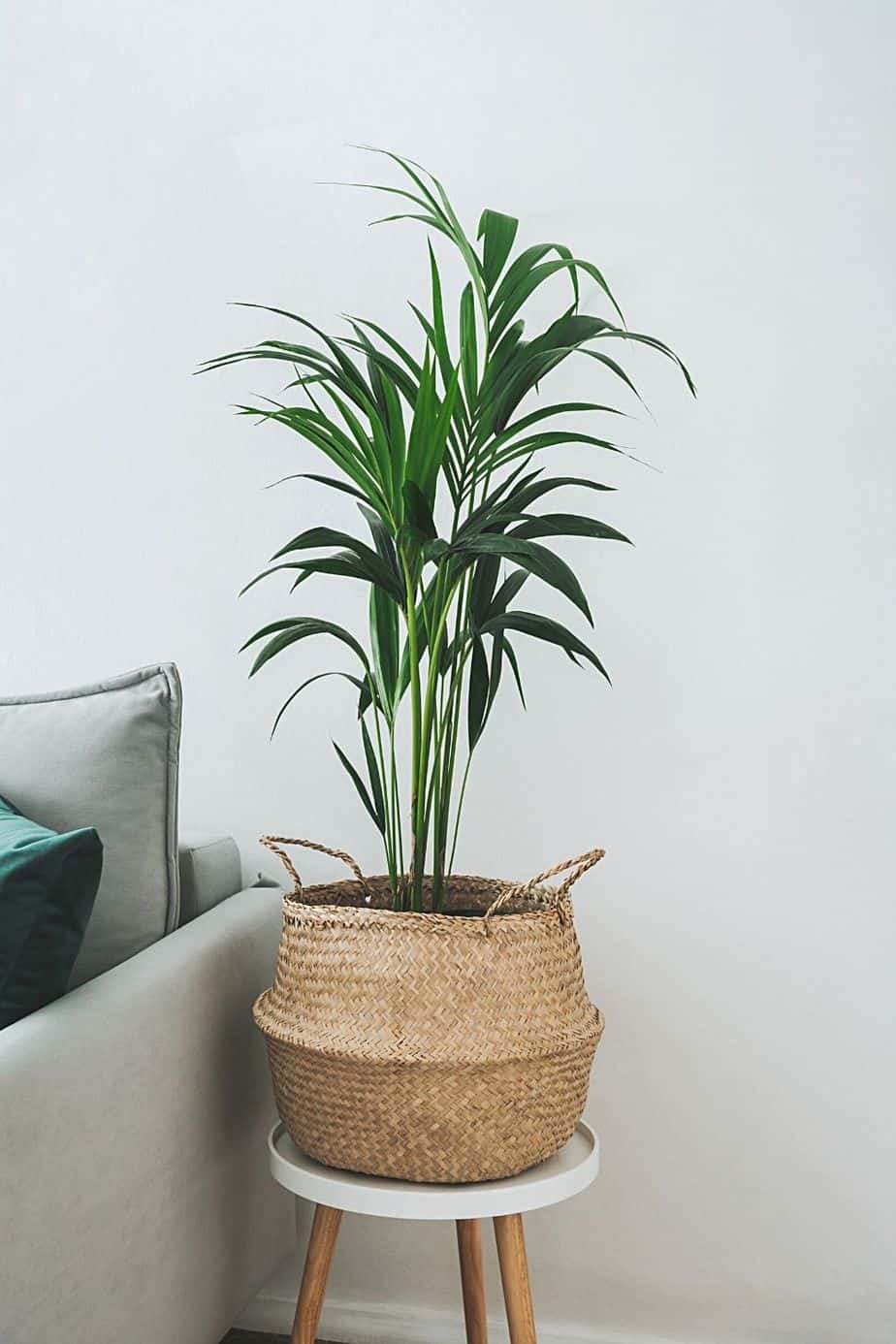 Another low-light thriving plant that you can place by your northwest-facing window is the Kentia Palm