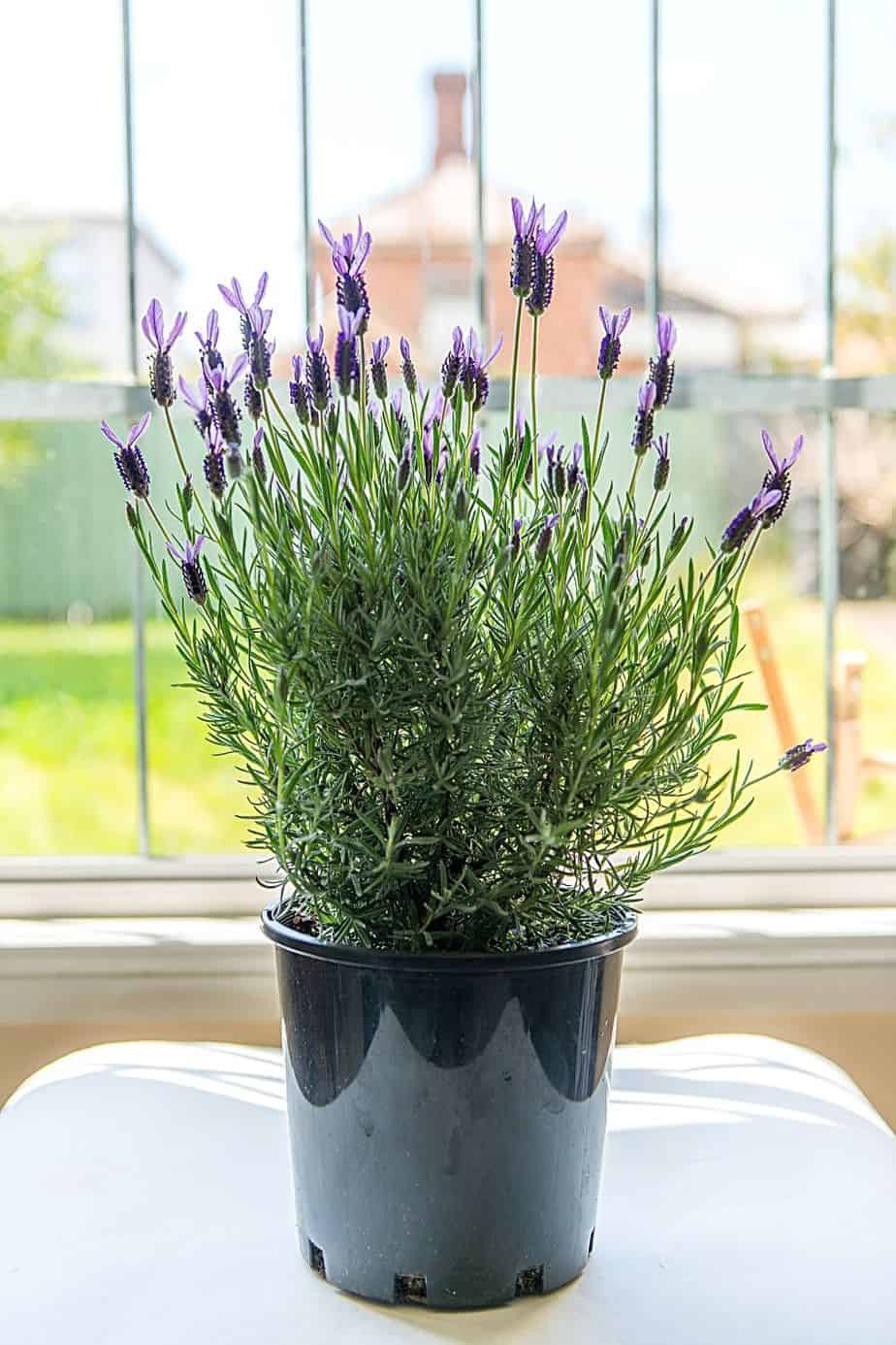 If you have a southwest-facing window in your room, you better place a Lavender Plant there to help you relax