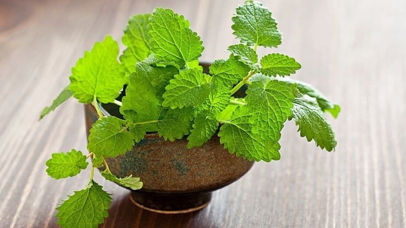 Lemon Balm will grow in a hydroponics system whether indoors or outdoors if it's provided with the right growing conditions