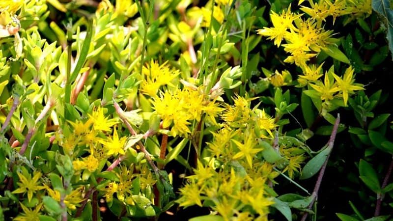 Lemon Coral Sedum is another great choice for growing in your window boxes