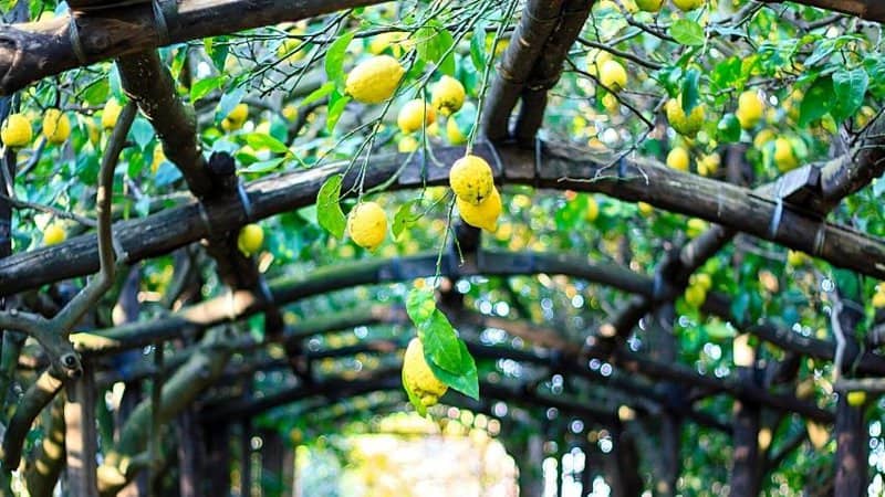 柠檬是一种柑橘类水果，春天可以在花园里种植