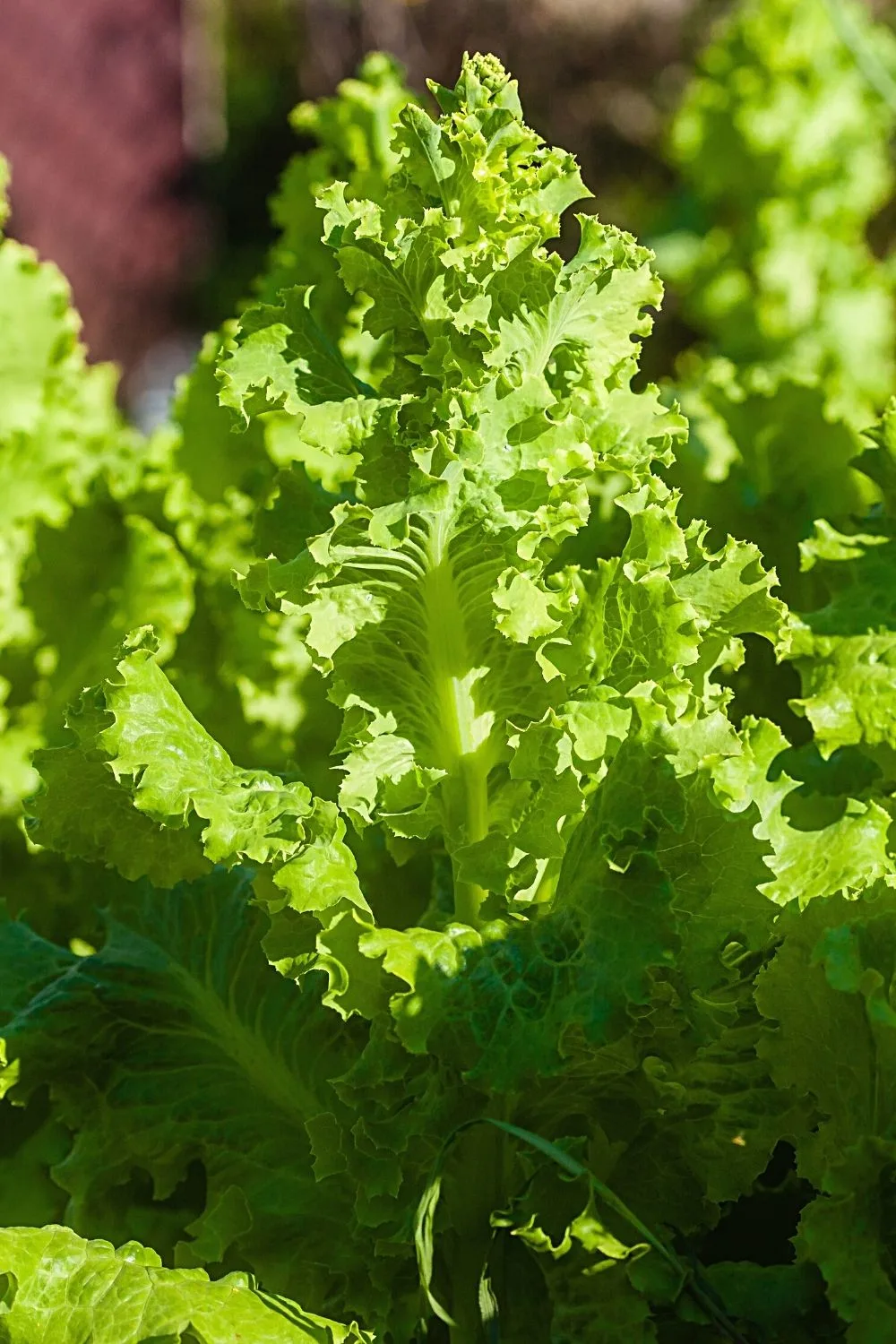 Lettuce is another vegetable that you can easily grow on north-facing balconies