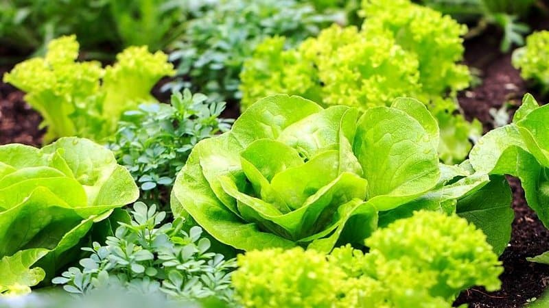 生菜是另一种可以在春季种植的蔬菜