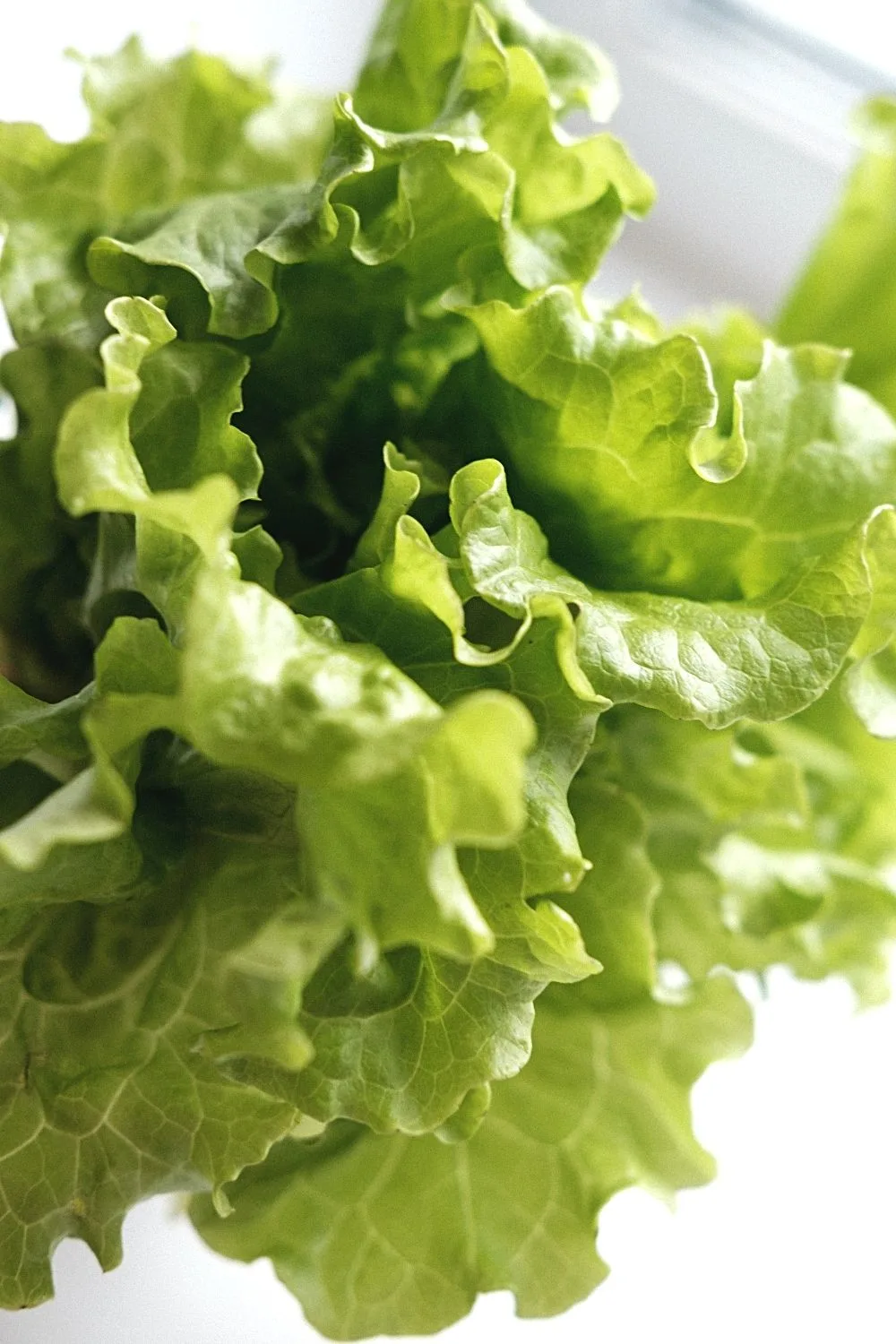 Lettuce is one of the vegetables that flourishes in raised garden beds