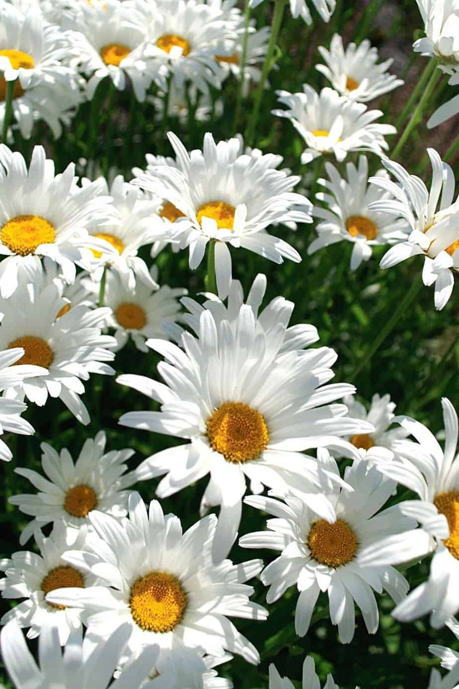 Leucanthemum x superbum (Snowcap Shasta Daisy), an easy-to-care-for plant, will thrive in the shady and cool environment of the northwest facing garden