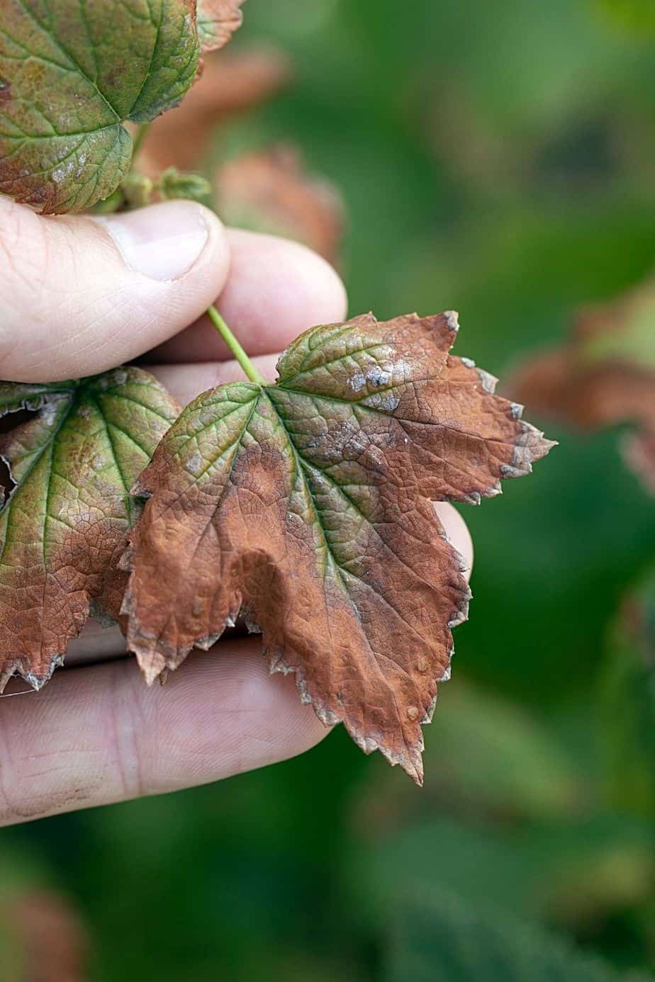 Like in other plants, Mint can also contract the Verticillium Wilt, causing its leaves to change color and appearance