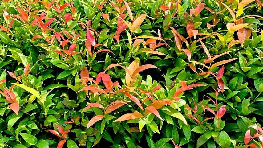 Lilly Pilly's dark green foliage with pink tips is another beautiful plant to cover fence lines