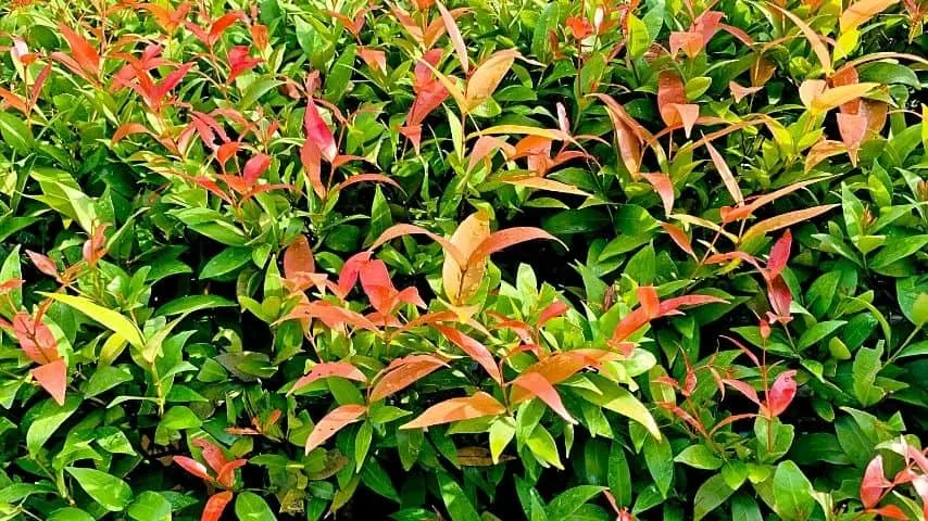 Lilly Pilly's dark green foliage with pink tips is another beautiful plant to cover fence lines