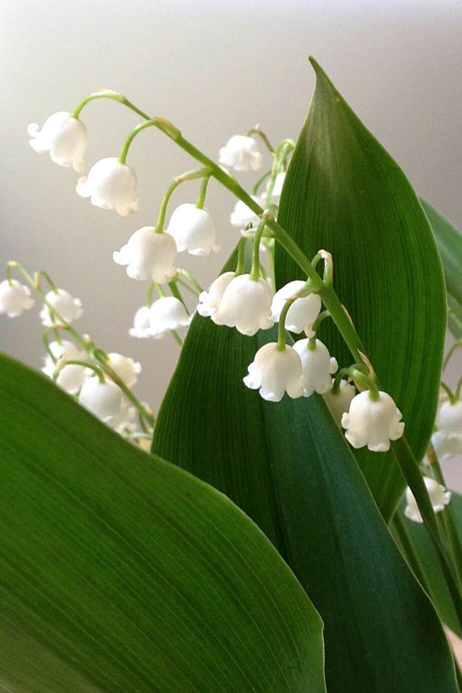 The Lily of the Valley's cluster of white blooms is a perfect addition to your northeast-facing garden